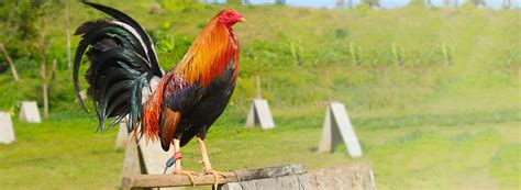best gamefowl feeds in the philippines|Thunderbird.